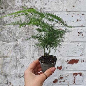 asparagus fern for terrarium