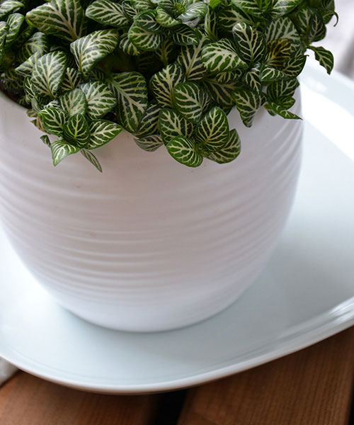 how to care for fittonia