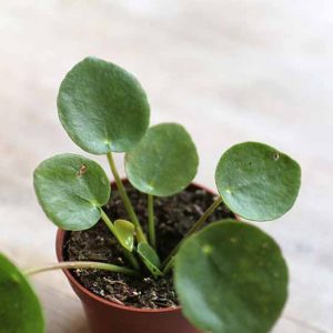 Baby Chinese Money Plant Pilea Peperomioides