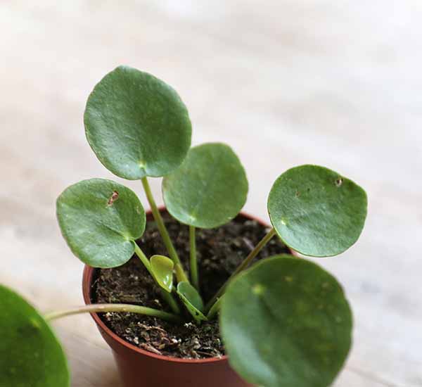 Baby Chinese Money Plant Pilea Peperomioides