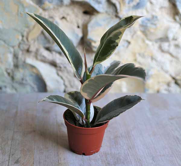 variegated fiscus rubber tree
