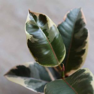 buy ficus online