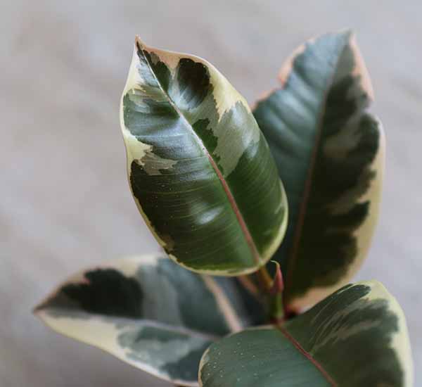 buy ficus online