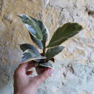 buy rubber tree uk house plant