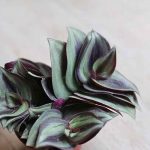 wandering jew plant