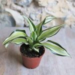 buy house plants online uk