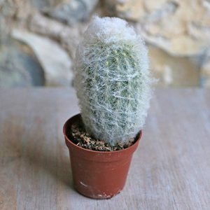 small fluffy cactus
