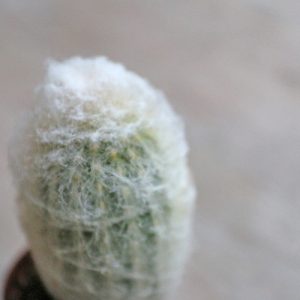 Mini Peruvian Old Lady Cactus Espostoa Melanostele