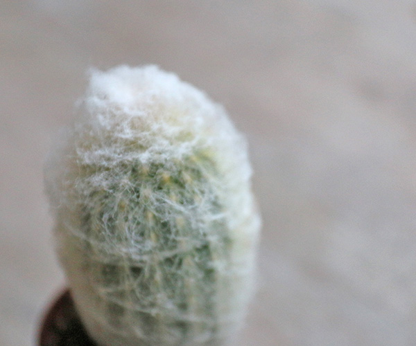 Mini Peruvian Old Lady Cactus Espostoa Melanostele