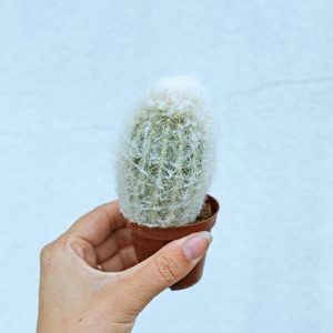 small cacti for sale online uk
