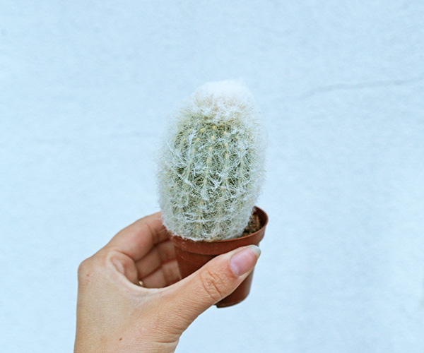 small cacti for sale online uk