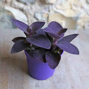 baby house plants uk