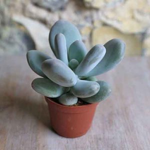 Succulent Pachyphytum Bracteosum