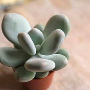 Buy Succulent Online