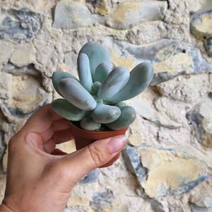 Pachyphytum Bracteosum