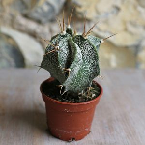 Baby Bishop's Cap Cactus Astrophytum Myriostigma