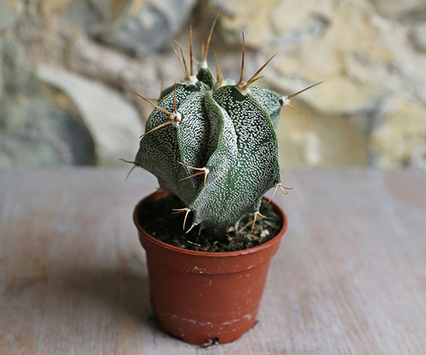 Baby Bishop's Cap Cactus Astrophytum Myriostigma