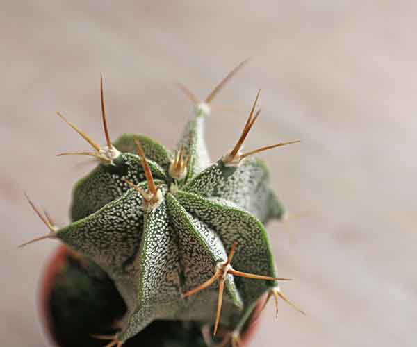 bishops cacti for sale uk