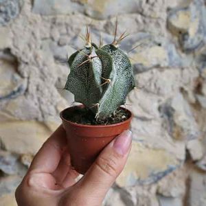 baby cactus succulent
