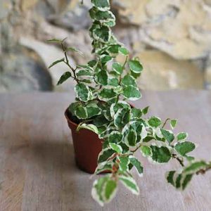 variegated creeping fig