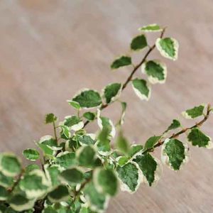 mini plants for sale online