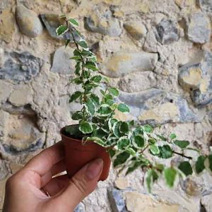 Baby Variegated Creeping Fig Ficus Pumila Bellus