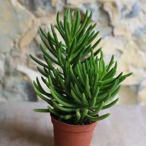succulent for terrarium uk
