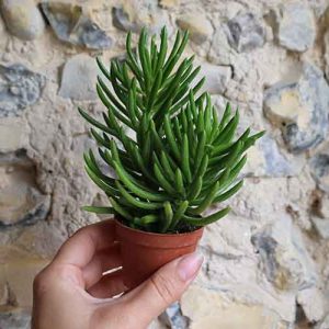 small succulent house plant