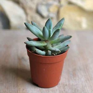 echeveria hookerii