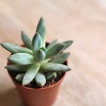 mini blue succulent for sale