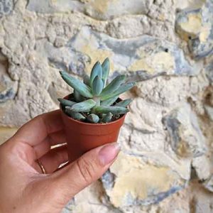 buy tiny succulent online