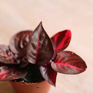 Bloodleaf Iresine Herbstii