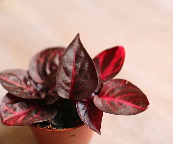 baby plants for sale online