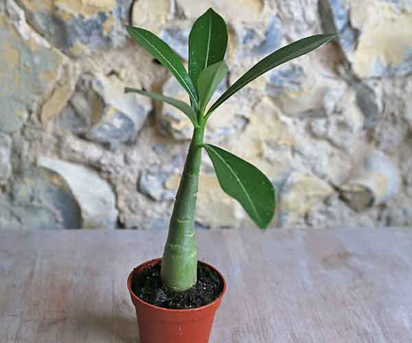 buy terrarium plants uk