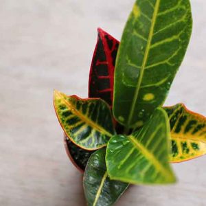 colourful house plants