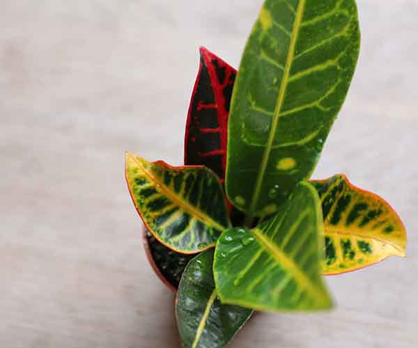 colourful house plants