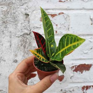 Baby Croton Petra Codiaeum Petra