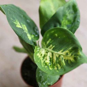 Baby house plants for sale