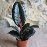 baby rubber tree