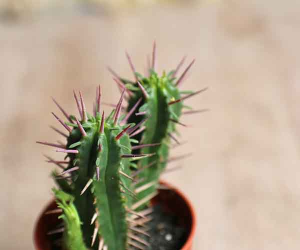 baby succulents cacti and euphorbia for sale uk