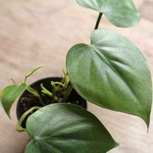 buy house plants online