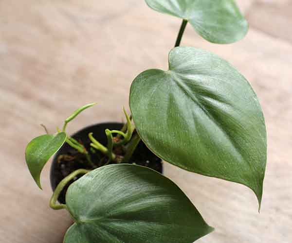 buy house plants online