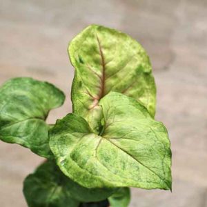 baby syngonium plant