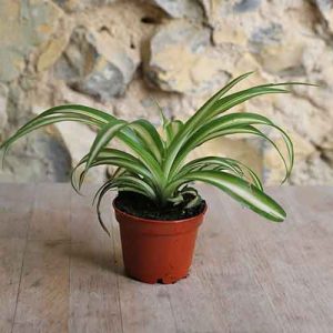 Spider Plant Online