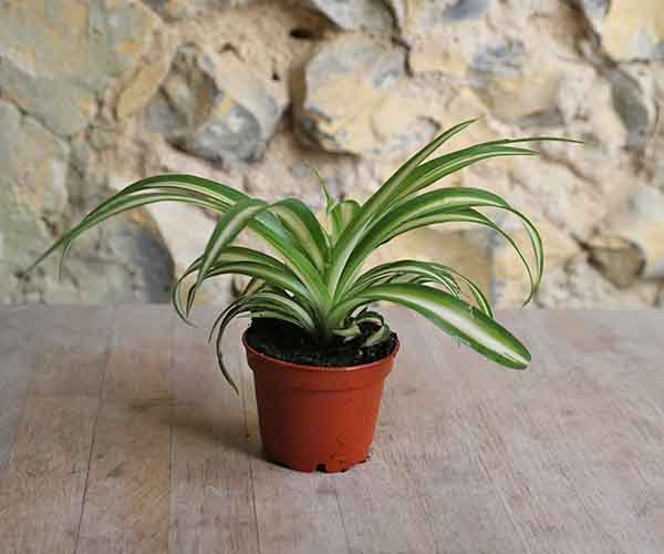 Spider Plant Chlorophytum Variegatum, Established plant approx. 15cm length