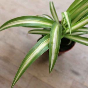 Small Spider Plant