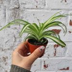 Spider Plant for Sale