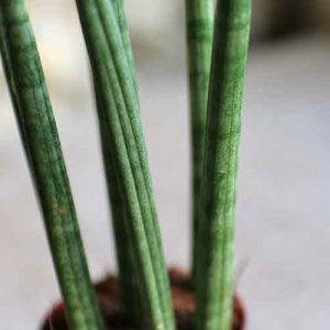 Small Snake Plant African Spear Sansevieria Cylindrica