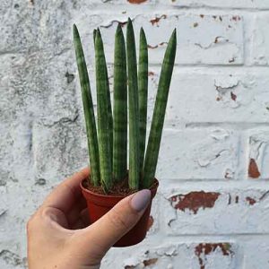 Baby House Plants