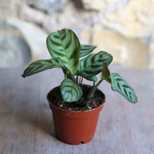 fishbone prayer plant for sale